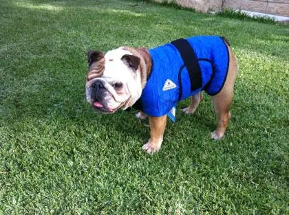 HyperKewl™ Evaporative Cooling Dog Coat -