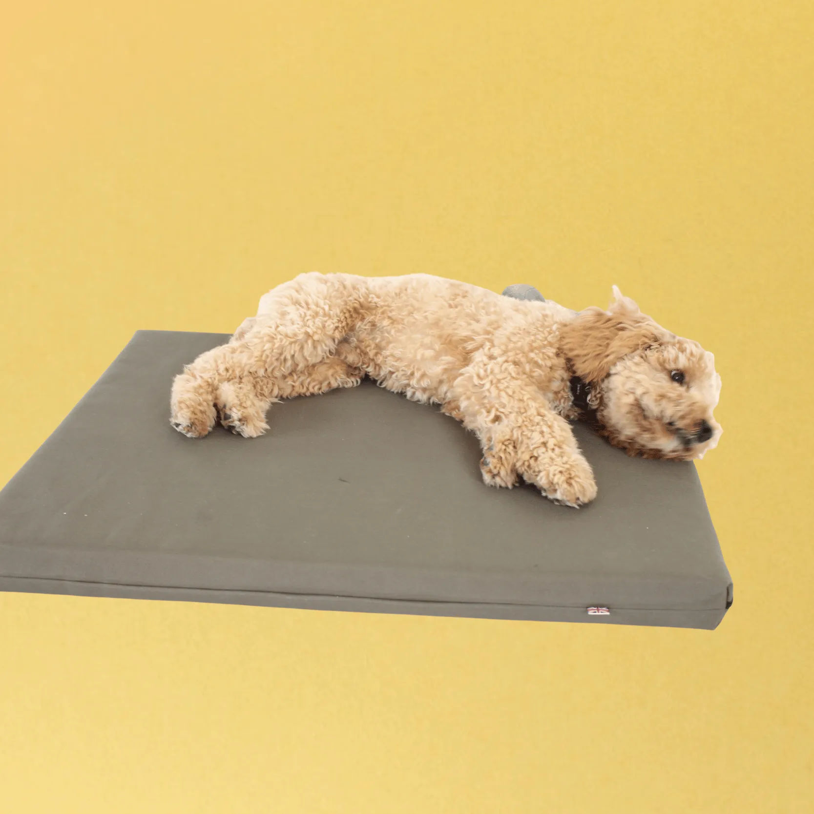 Memory Foam Dog Bed With Cover