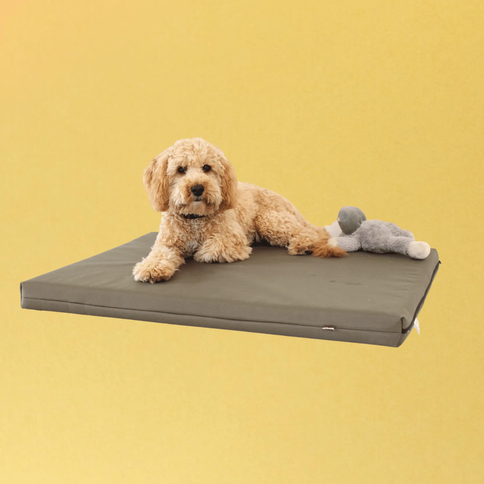 Memory Foam Dog Bed With Cover